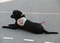 cani 6