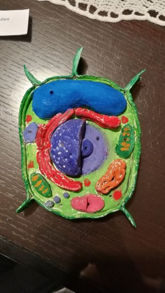 Struttura della cellula