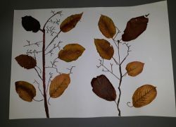 Scuola a distanza Vb 8