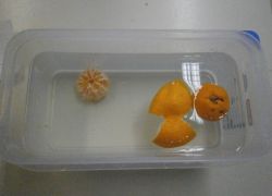 scienziati continua 7