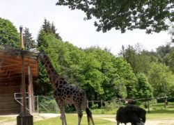 zoo 3